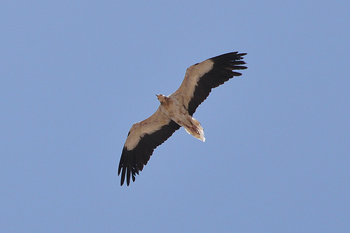 Dubai 2012 – Egyptian Vulture