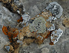 A mixture of Lichens