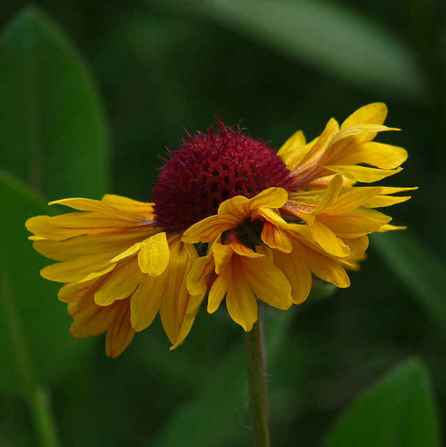 Gaillardia on green