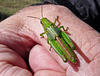 Green Grasshopper nymph