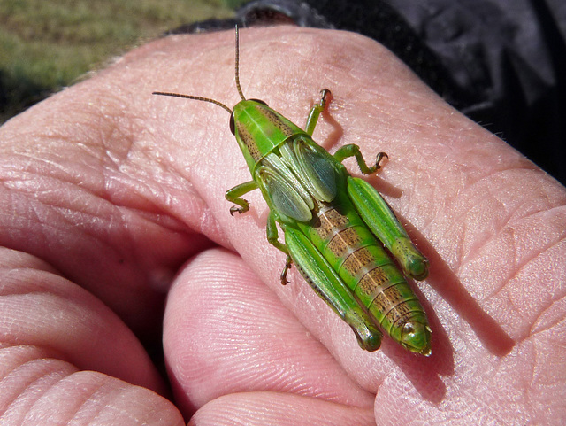 Green Grasshopper nymph