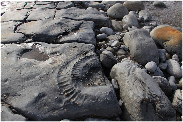 Ammonite