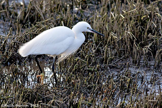 Egret