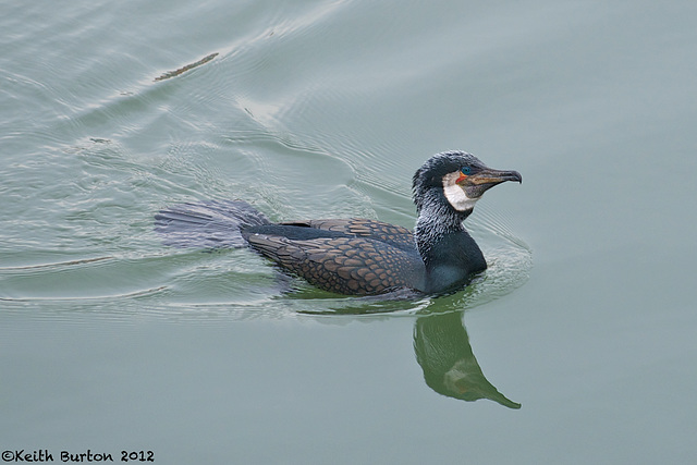 Cormorant