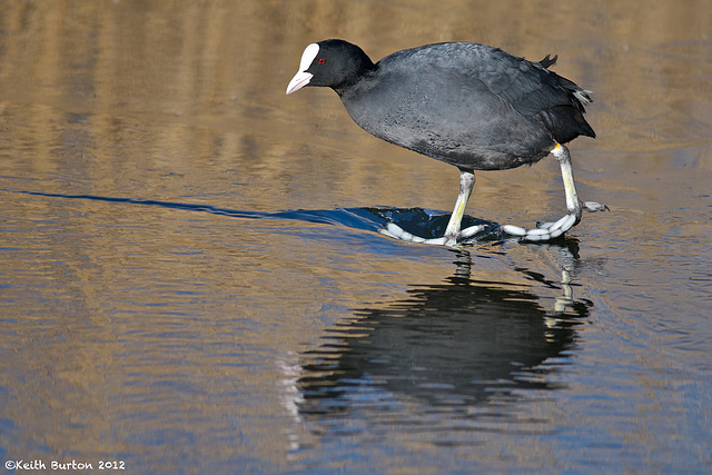 Walking on thin ice!