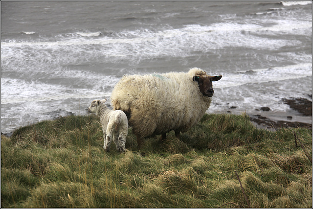 Coastal Sheep