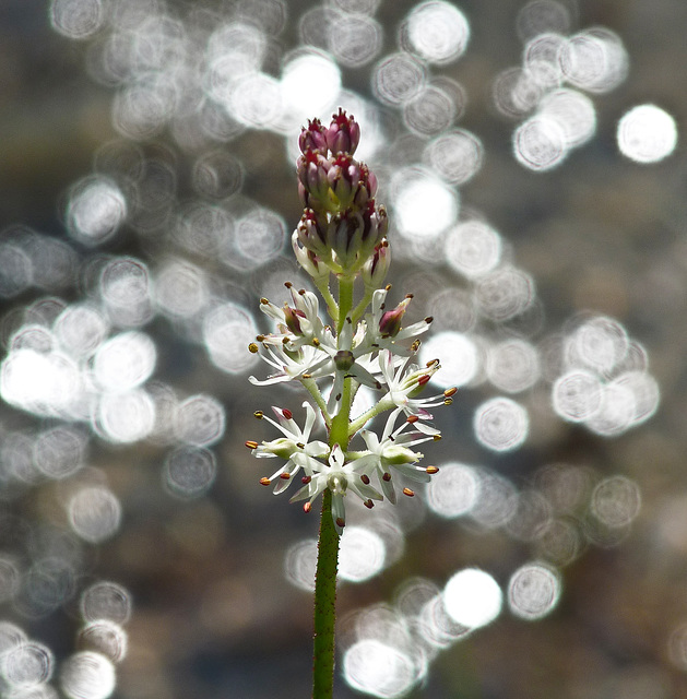 Sticky Asphodel with sparkles - thinking of you, Machel