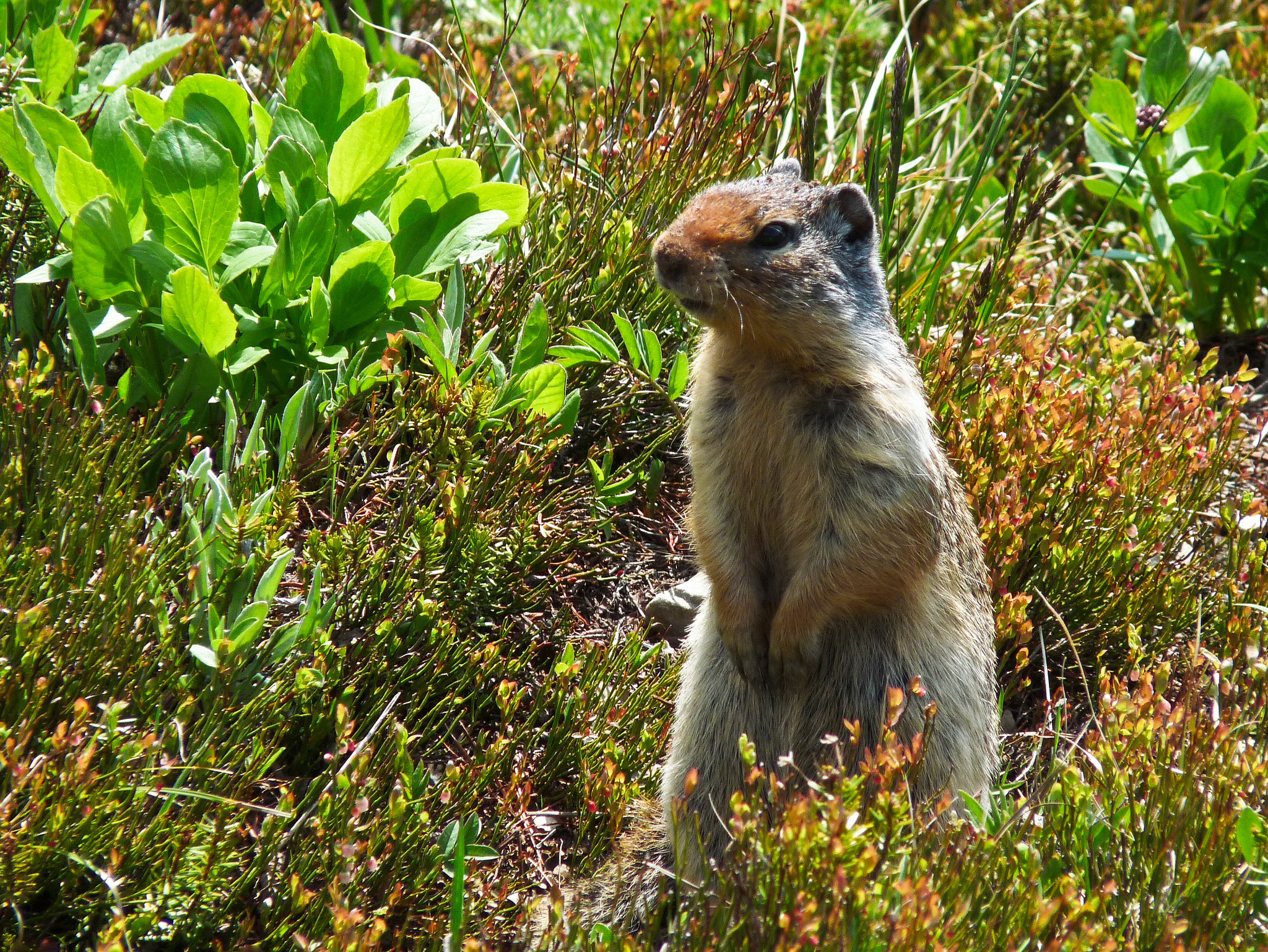 Columbian Ground Squirrel