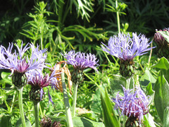 Cornflowers