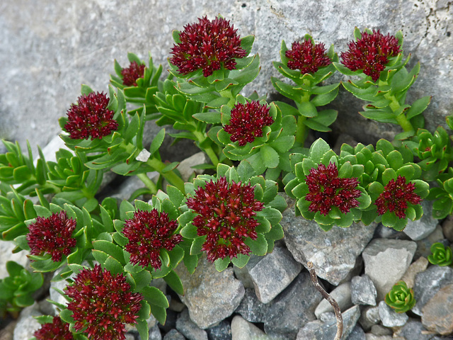 Brightening up the mountain scree