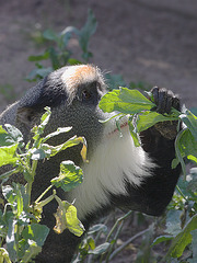 Brazzameerkatze  (Opelzoo)