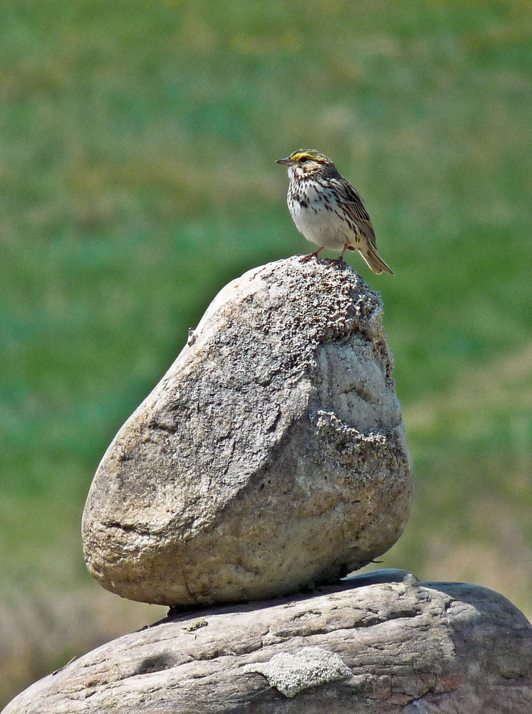 Savannah on the rocks