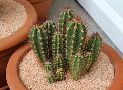 Cactus à identifier- Tricocereus peruvianis ???