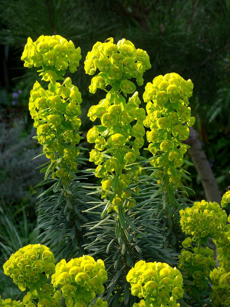 Euphorbia