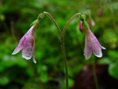 Tiny Twinflower