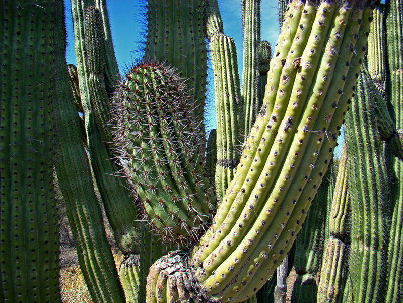 Organ Pipe Cactus tangle