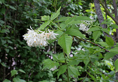 Staphylea colchica