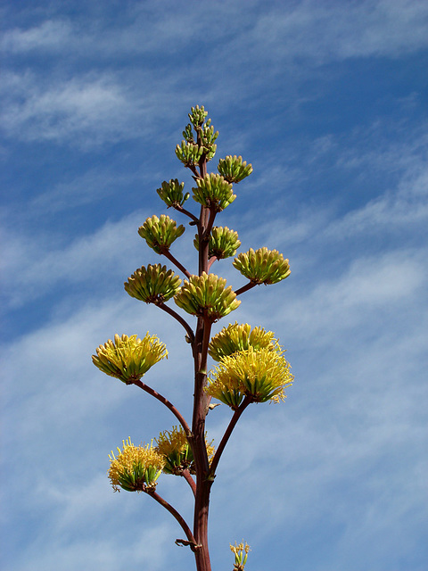 Agave flower spike