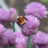 Bee on Chives