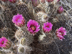 Cactus flowers