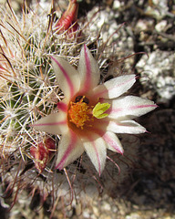 Mammillaria flower