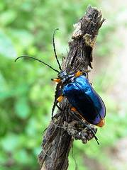 Long-horned Beetle