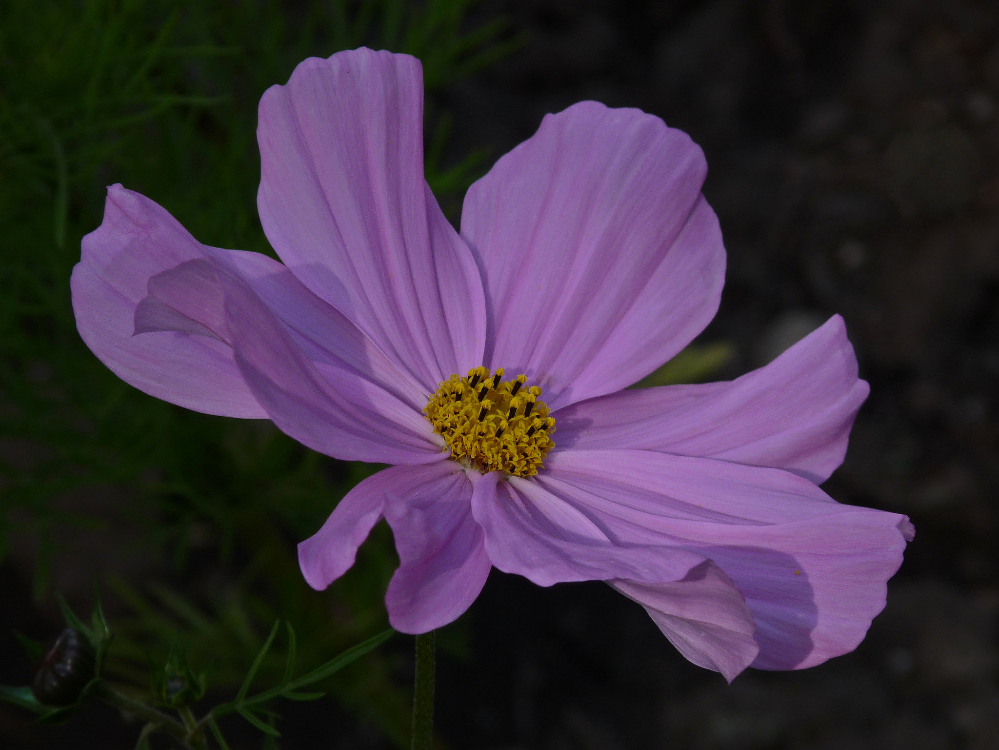 Cosmos