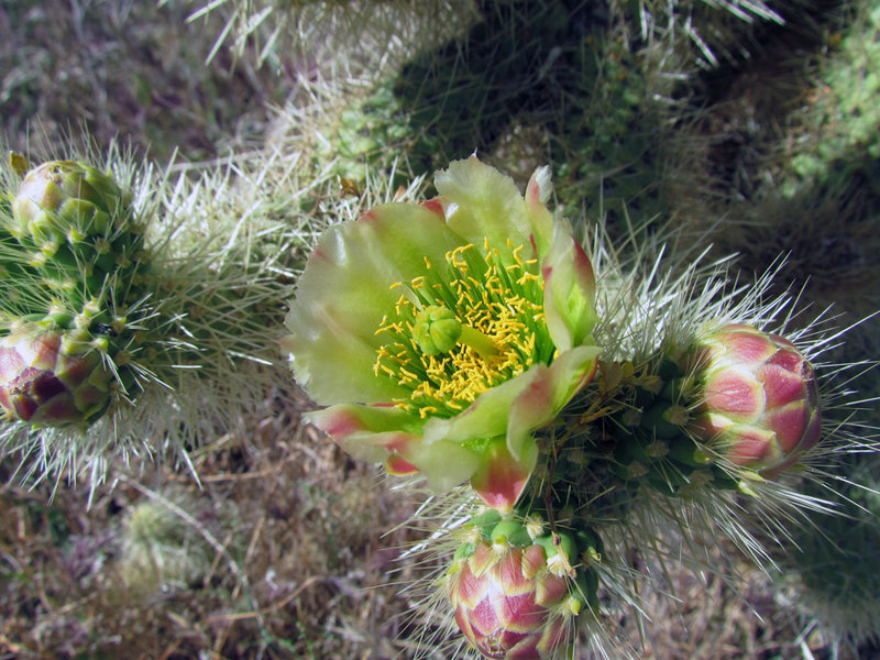 Teddy Bear Cholla flower