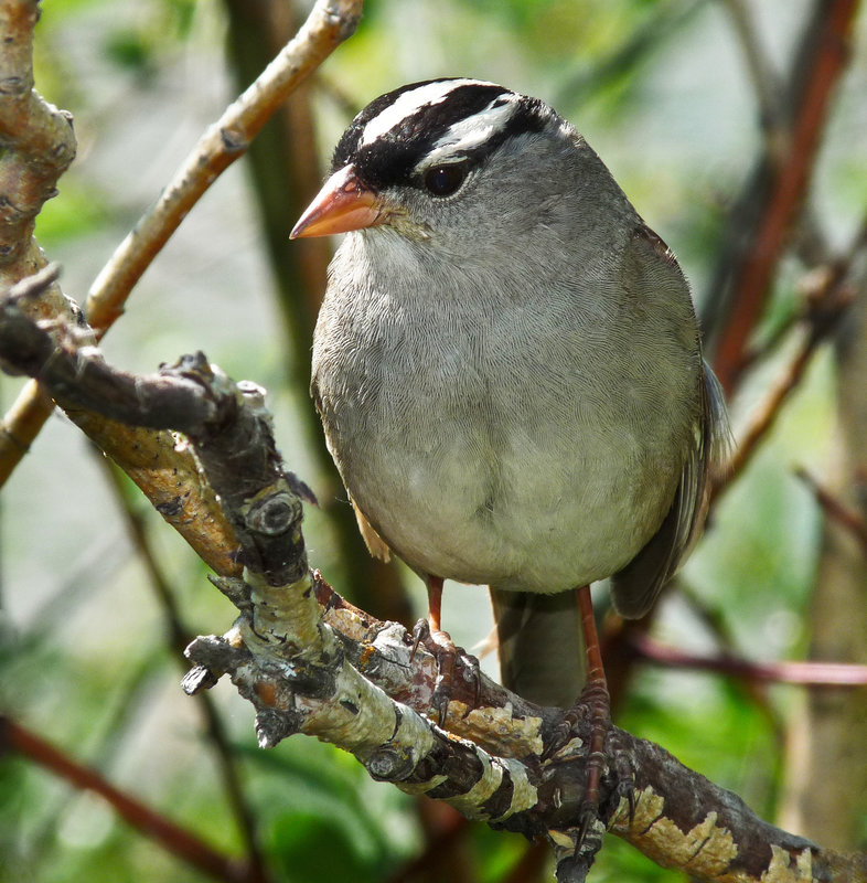 White-crowned Sparrow