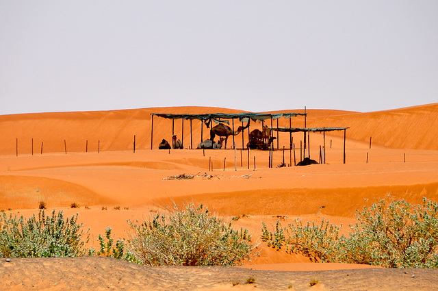 Dubai 2012 – Camels