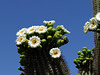 Saguaro in Bloom