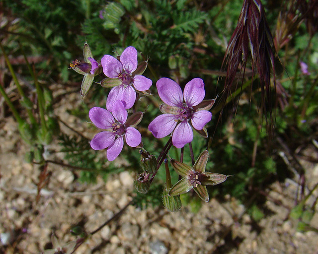 Desert Wildflowers