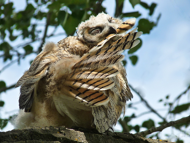 Preening comes naturally