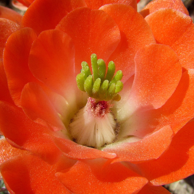 Claret Cup Macro