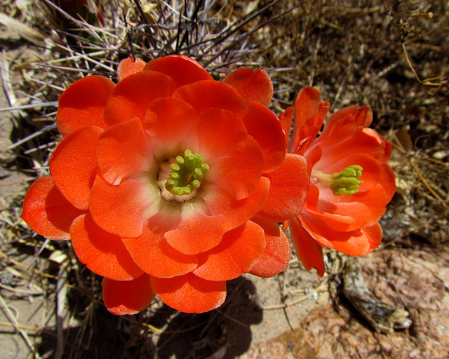 Claret Cup