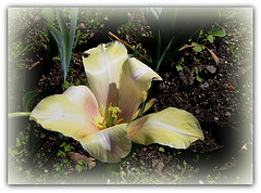 Tulipe jaune