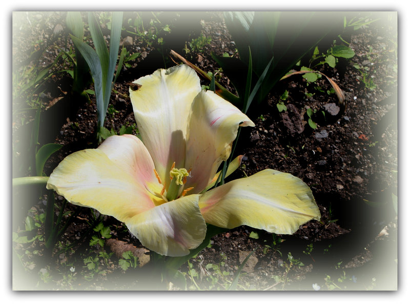 Tulipe jaune