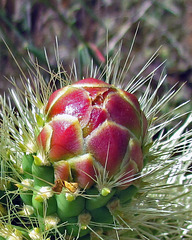 Cholla bud