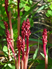 Spotted Coralroot