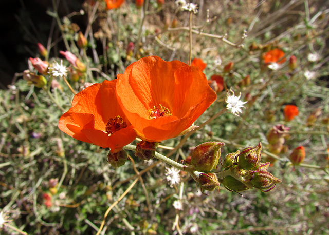 Desert Wildflower