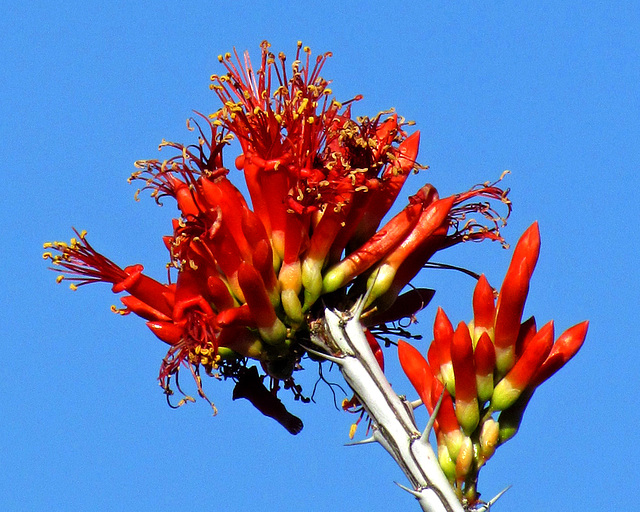 Ocotillo Flowers