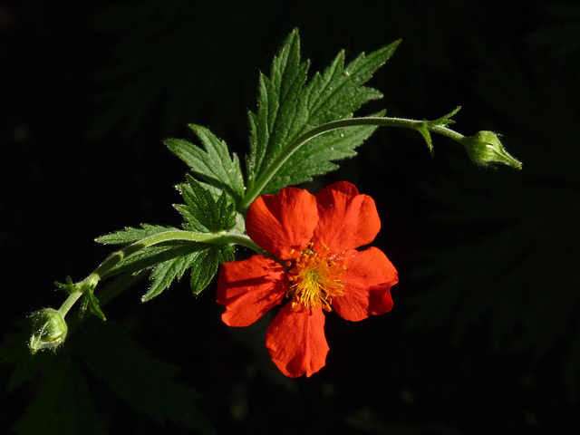Little orange flower