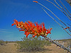 Ocotillo flower