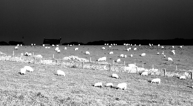 Sheep at Sundown