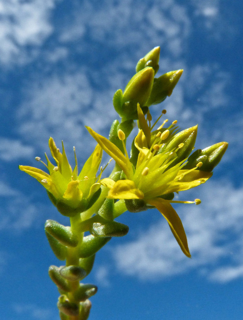 Common Stonecrop