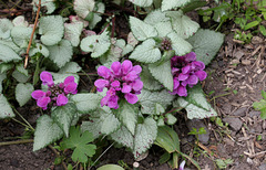 Lamium maculatum