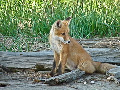 Red Fox kit