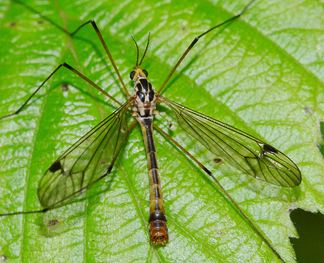 Cranefly