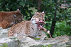 Luchs (Opelzoo)