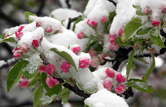 Apple blossom buds